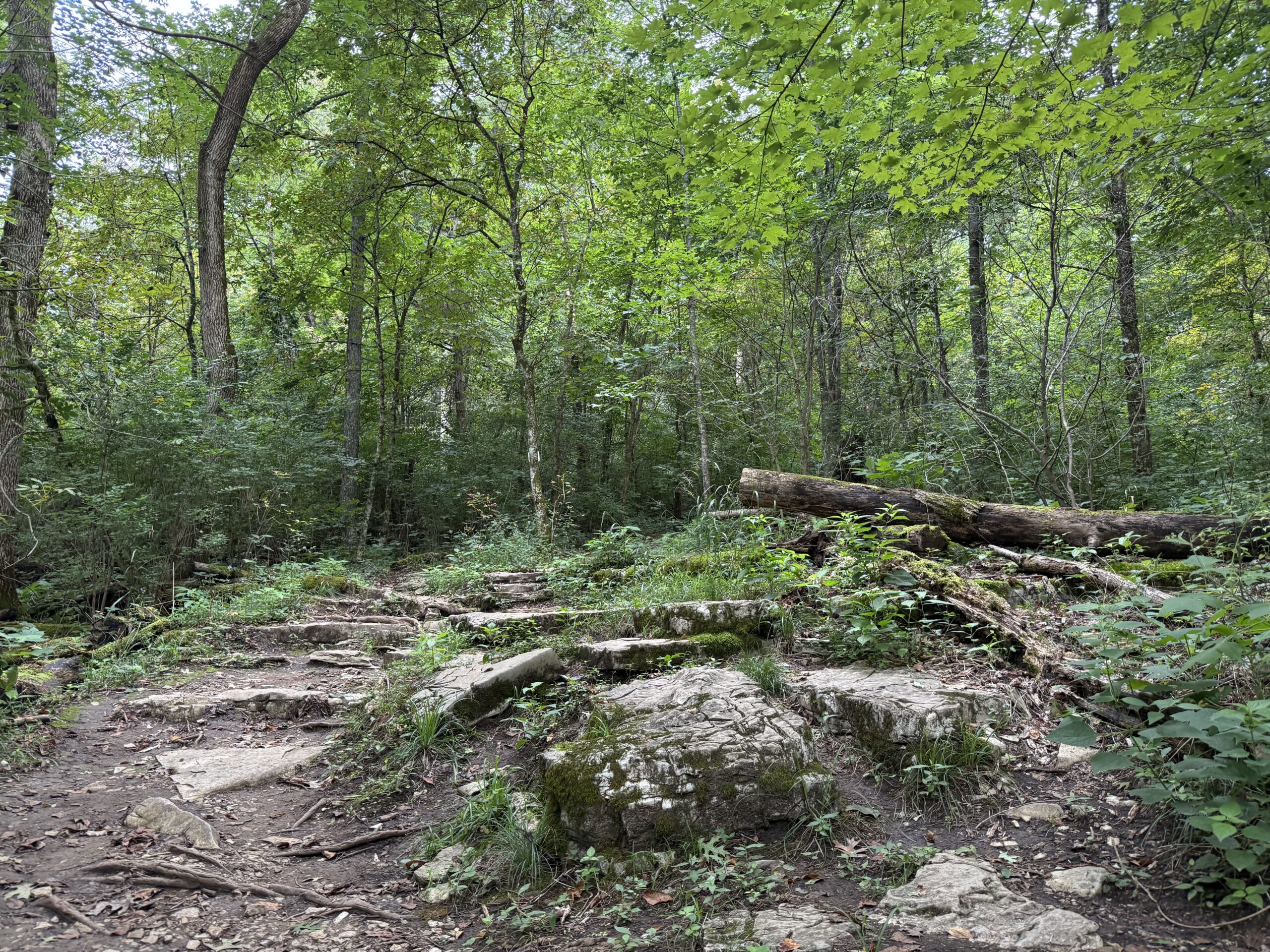 a pleasant forest scene